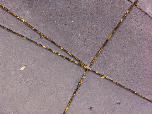 small yellow leaves in the cracks of the sidewalk