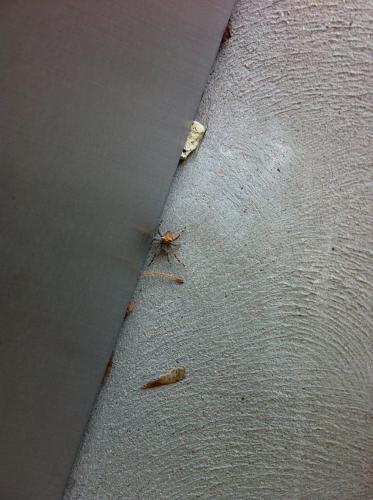 spider and rock hiding under metal wall